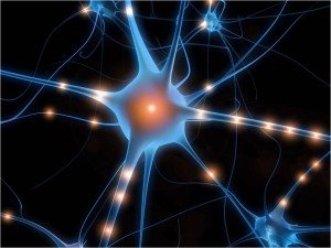 brain neurons image 300x225 1