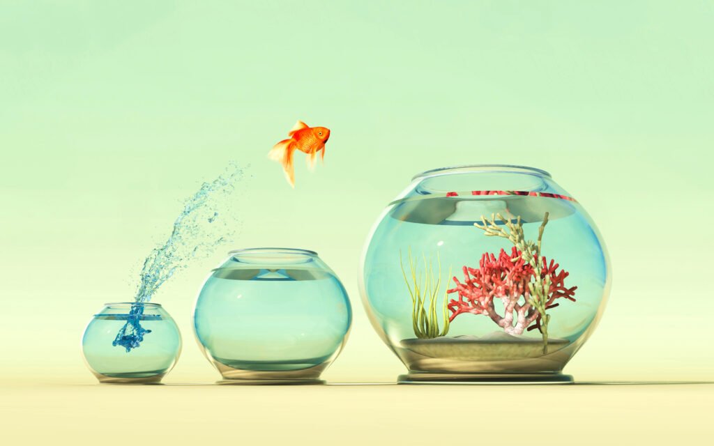 Goldfish leaping into larger bowl showing success